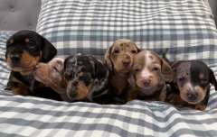 Miniature Dachshunds