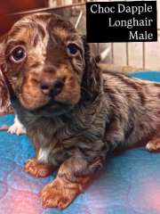 DNA clear longhair mini dachshunds 