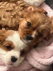 Cavalier King Charles spaniel