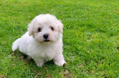 Pedigree Bichon Frise Puppies 