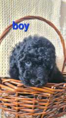 Schnoodle puppies 