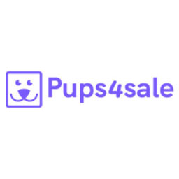 2 female toy poodle puppies