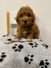 Adorable Poodle x Moodle puppies for Sale! 2 LEFT 