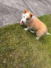 Pedigree Border Collie Puppies- with Papers