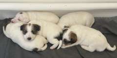 Purebred Jack Russell Puppies 