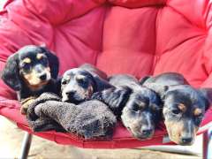  Miniature Purebred Dachshund Puppies – Family Raised &amp; Read
