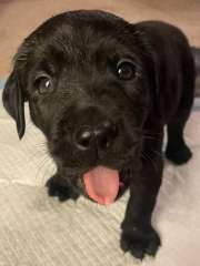 Labrador Purebred Black Puppies