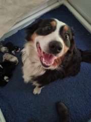 Australian Shepherd puppies DOB 13/05/2025