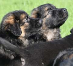 Golden Retriever x German Shepherd puppies