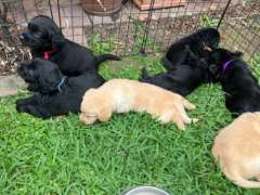 Labradoodle Puppies born 26 and 27 September 2024