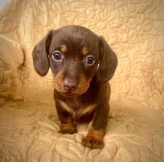 Miniature Dachshund puppies