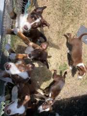 Gorgeous Kelpie x Border Collie puppies