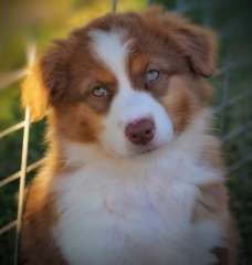 Superb purebred Australian Shepherd Red Tri Puppies  