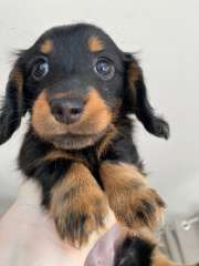 SOLD - Purebred mini long haired dachshund - female