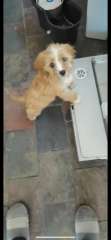 Adorable Cavoodle for sale registered&amp;vaccinated 