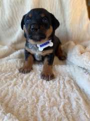 Kelpie X Cattle Dog Puppies 