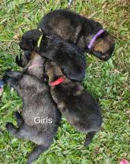 German Shepherd Puppies