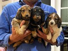 Long-haired miniature dachshunds