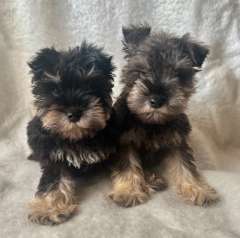 Purebred Miniature Schnauzer Puppies