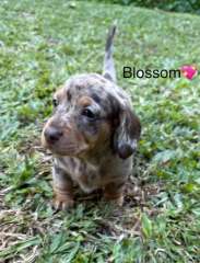 Chocolate &amp; Chocolate Dapple Miniature Dachshund Puppies