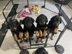 1 handsome Rottweiler puppy ready for his new home